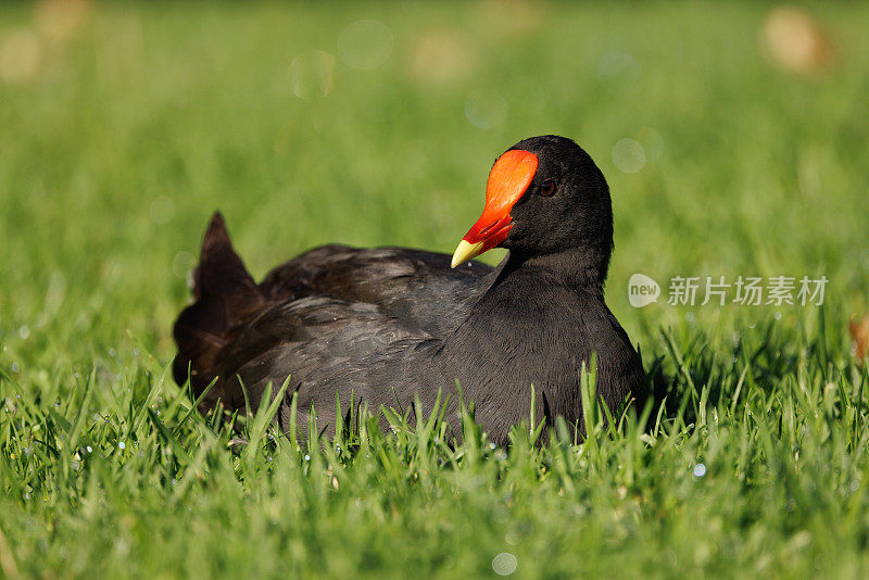 Dusky Moorhen，黄毛鸡，休息